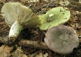 Russula variata image