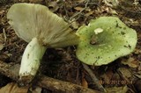 Russula variata image