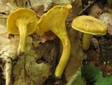 Cantharellus appalachiensis image