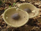 Amanita brunnescens image