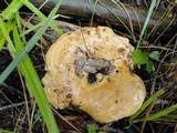 Lactarius psammicola f. glaber image