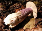 Tylopilus plumbeoviolaceus image