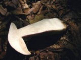 Tylopilus plumbeoviolaceus image