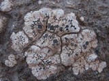 Acarospora nodulosa image