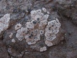 Acarospora nodulosa image