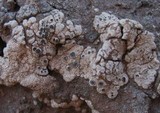 Acarospora nodulosa image