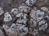 Acarospora nodulosa image