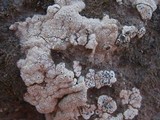 Acarospora nodulosa image