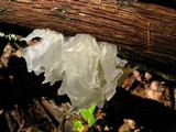 Tremella fuciformis image