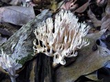 Clavulina coralloides image