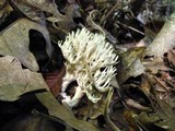 Clavulina coralloides image
