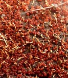 Nectria stilbellae image