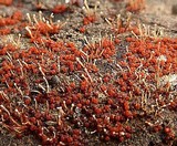 Nectria stilbellae image