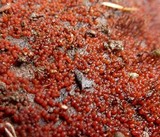 Nectria stilbellae image