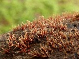 Nectria stilbellae image