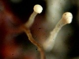 Nectria stilbellae image