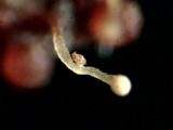 Nectria stilbellae image
