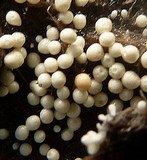Athelia rolfsii image