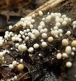 Athelia rolfsii image