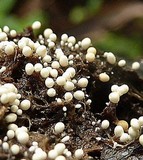 Athelia rolfsii image