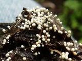 Athelia rolfsii image