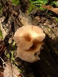 Lentinus strigellus image