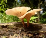 Lentinus strigellus image