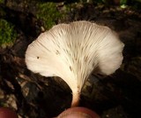 Lentinus strigellus image