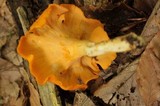 Cantharellus lateritius image