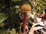 Boletellus russellii image