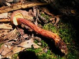 Boletellus russellii image