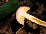 Boletellus russellii image