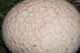 Calvatia cyathiformis image