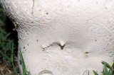 Calvatia cyathiformis image