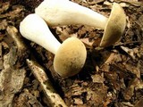 Boletus pallidus image