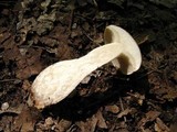 Boletus pallidus image