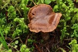 Cortinarius flavobasilis image