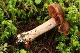 Cortinarius flavobasilis image