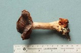 Cortinarius flavobasilis image