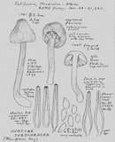 Inocybe subochracea image