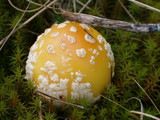 Amanita amerimuscaria image