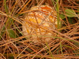 Amanita amerimuscaria image