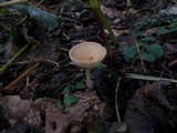 Clitocybe gibba image