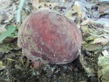 Lactarius corrugis image