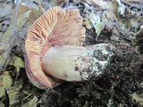 Lactarius corrugis image
