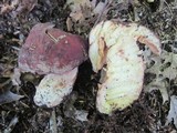 Lactarius corrugis image