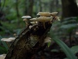 Marasmiellus ramealis image