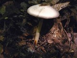 Agaricus pocillator image