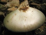 Agaricus pocillator image