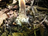 Agaricus pocillator image